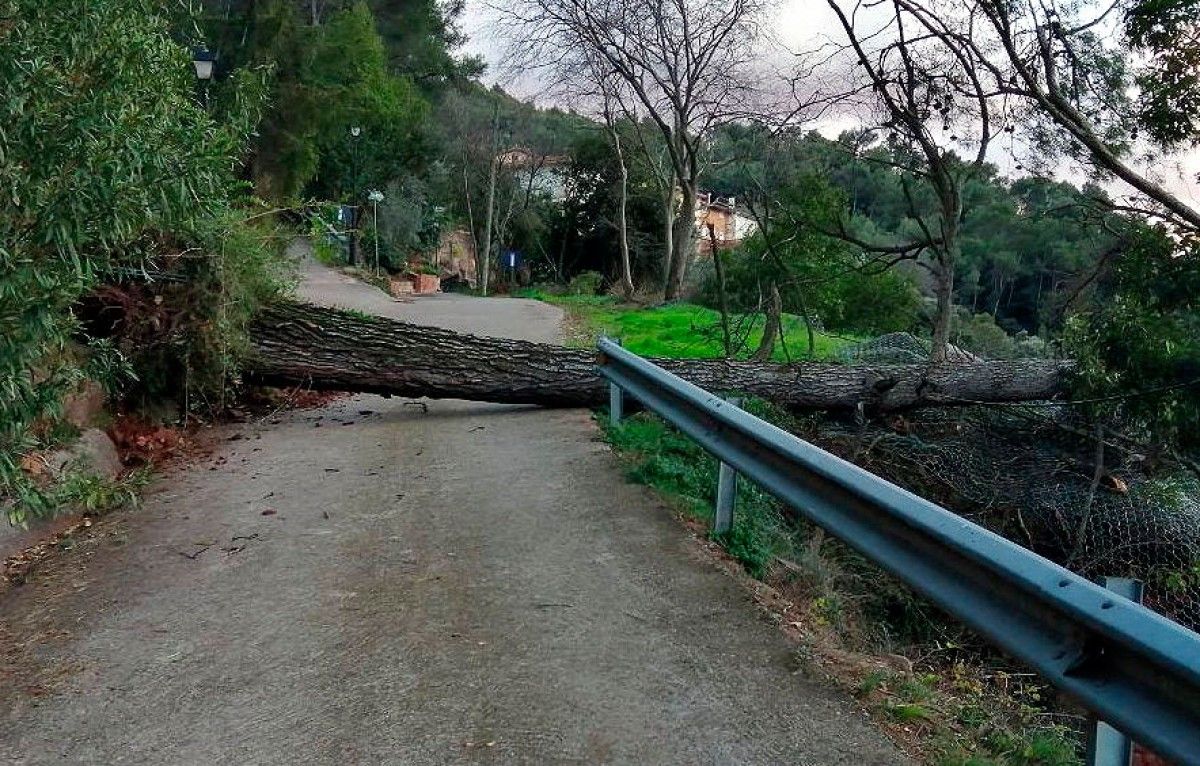Un arbre talla la calçada a la zona de Can Morera, a Tagamanent.