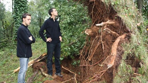 Un arbre arrencat per la força de la tempesta