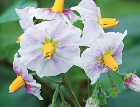 La flor de la patata modificada genèticament Amflora