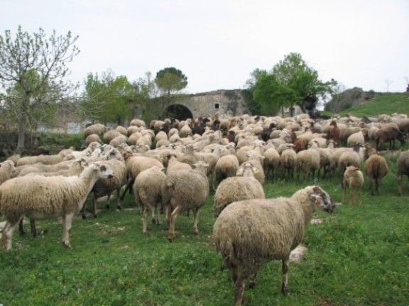 El ramat de 280 xais i cabres que durant l'estiu pasturarà per l'entorn de Montjuïc i Campdorà per netejar el sotabosc que enguany acumula una gran quantitat de biomassa a causa del temporal de neu 