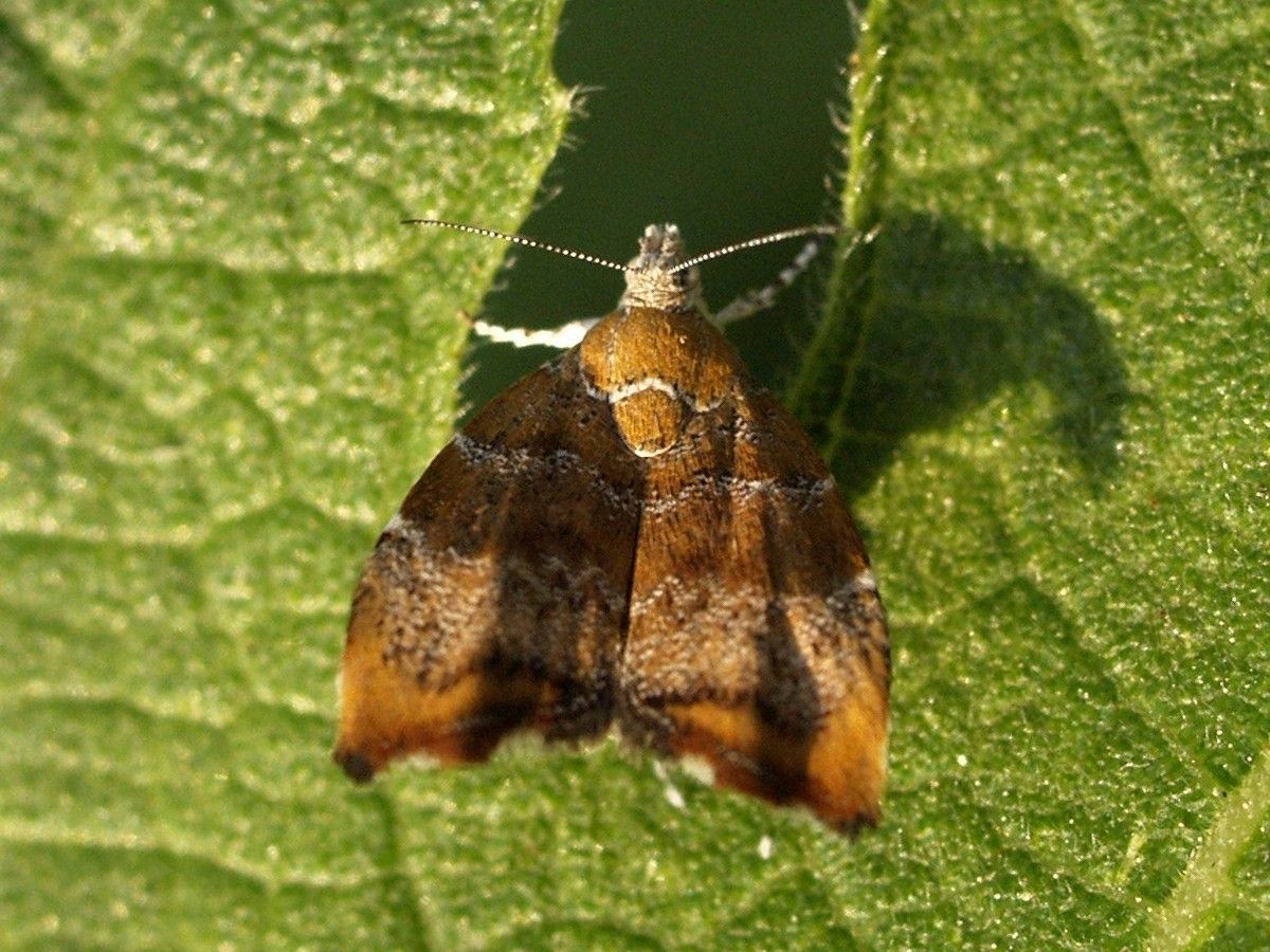 «Choreutis nemorana» és una papallona nocturna.