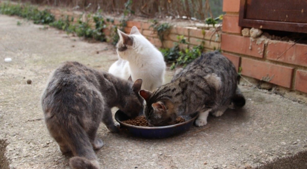 No s'ha de donar menjar als gats de carrer.
