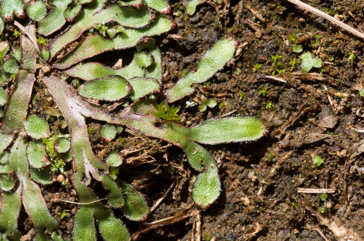 Mannia Fragans pertany a un gènere de molses hepàtiques de la família Aytoniaceae.