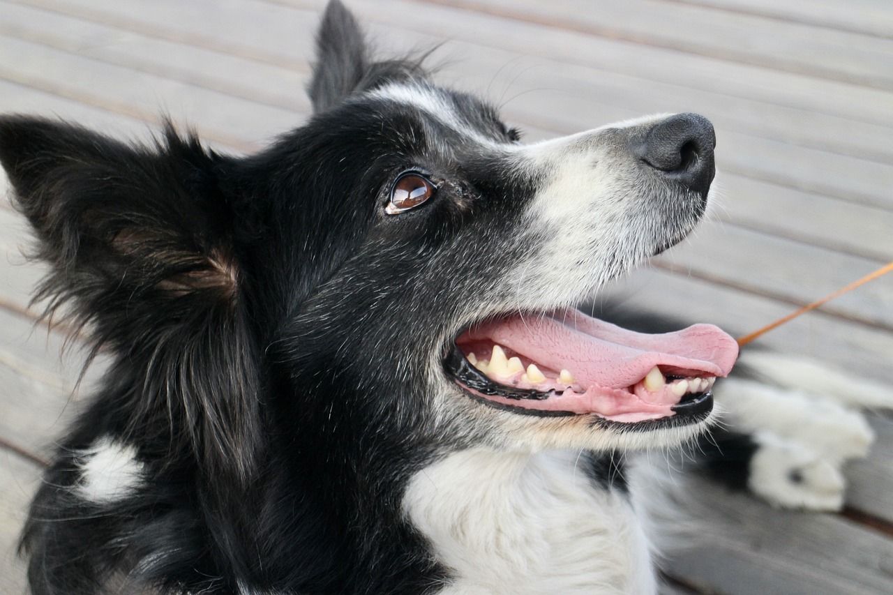 Imatge d'arxiu d'un Border Collie