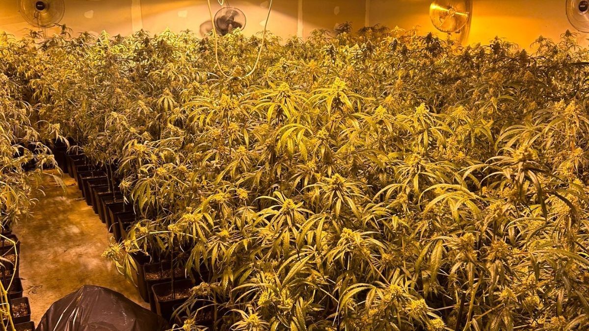 S'han trobat 1.400 plantes de marihuana