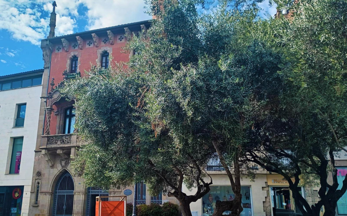 Per millorar l’espai de les oliveres de la plaça de la Porxada s’ampliaran els escocells