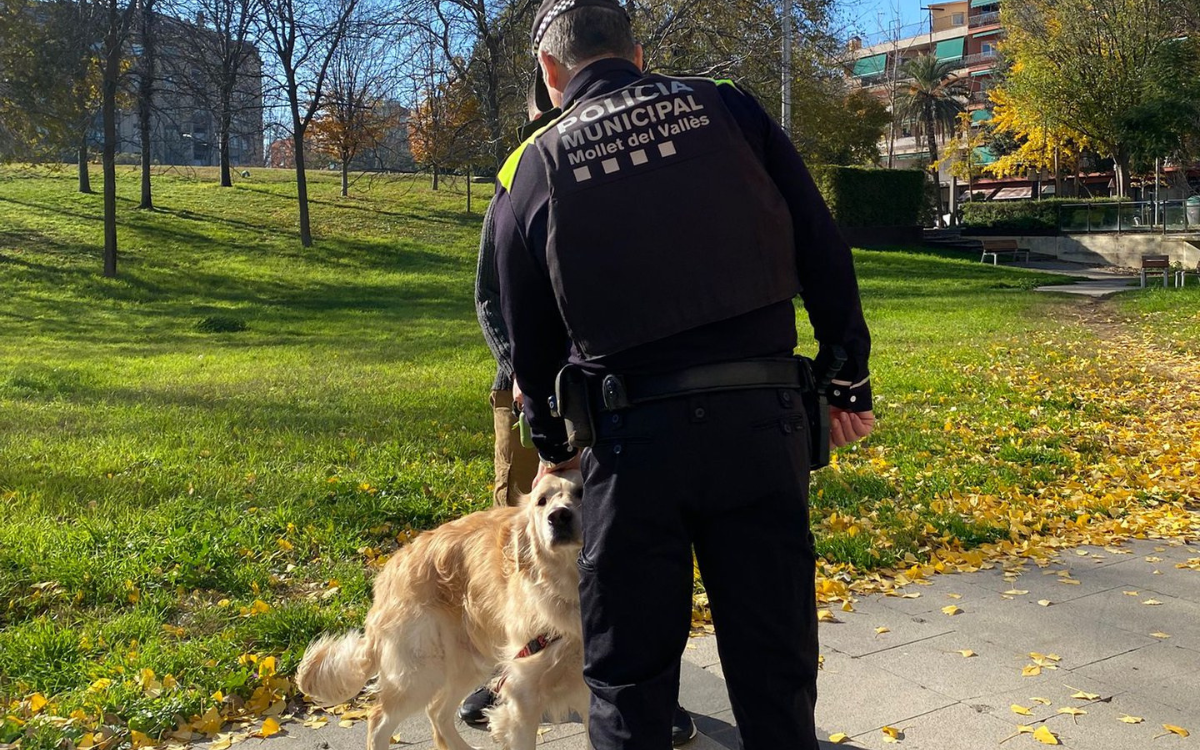 Es denuncien 368 responsables de gossos per incompliments de l’Ordenança d'Animals de Companyia