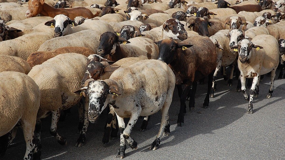 Un ramat d'ovelles.
