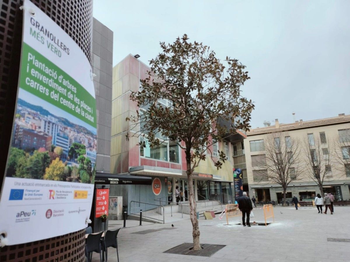 Aquest any es plantaran uns 250 arbres a places i carrers de la ciutat