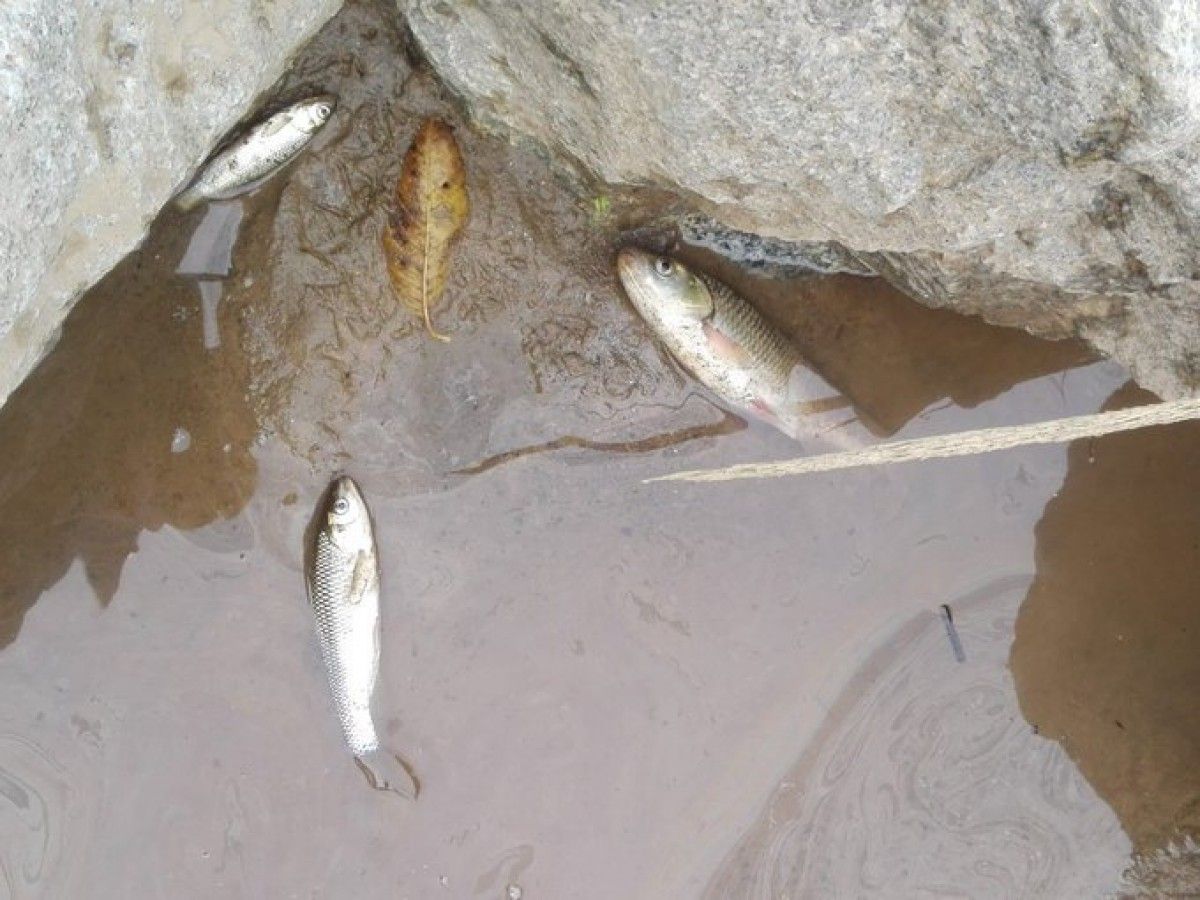 Peixos morts a la llera del riu Besòs.