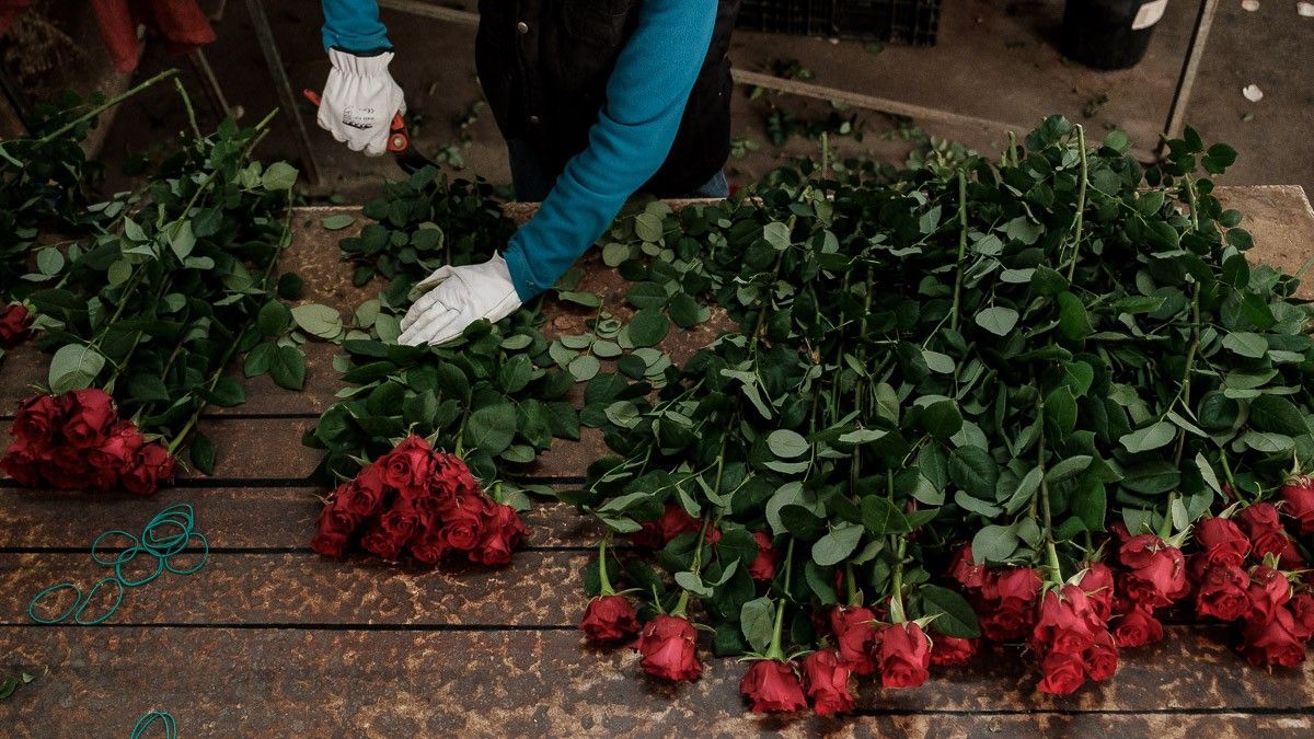 La producció de roses al Maresme ha quedat reduïda a la mínima expressió