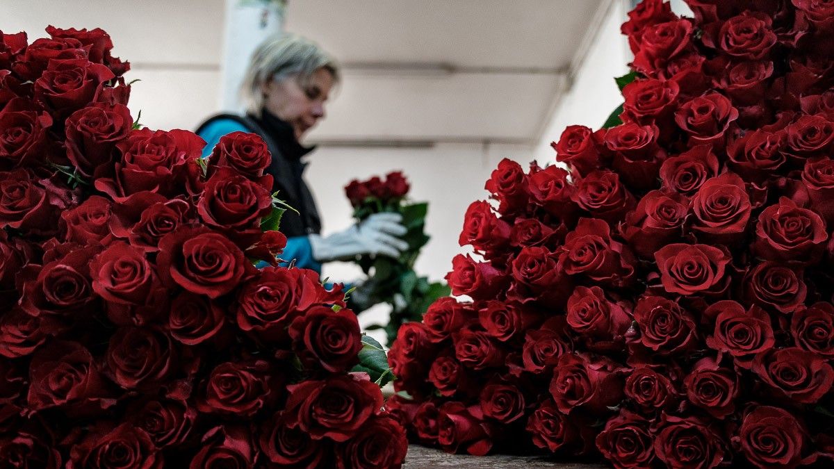 Recollida de roses de Sant Jordi a l'últim productor del Maresme