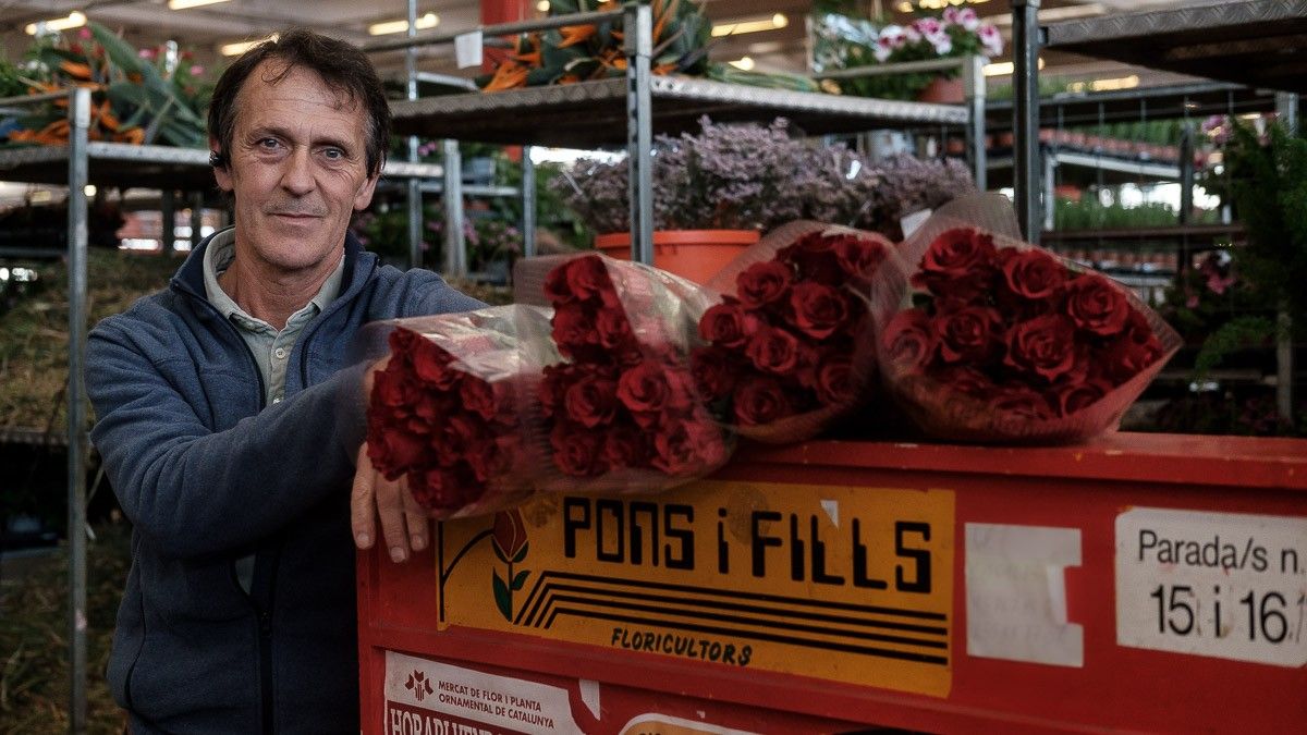 Joan Pons és l'últim productor de roses de Catalunya