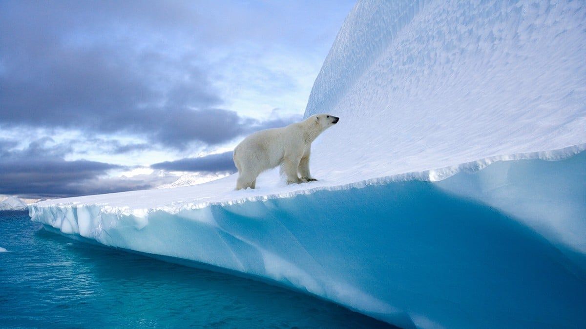 Un os polar a Groenlàndia