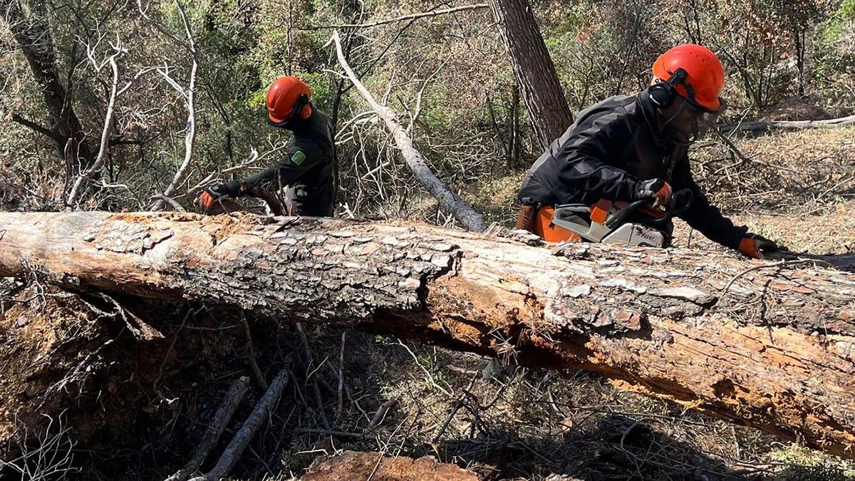 Membres del GEPIF retirant arbres morts al Baix Llobregat