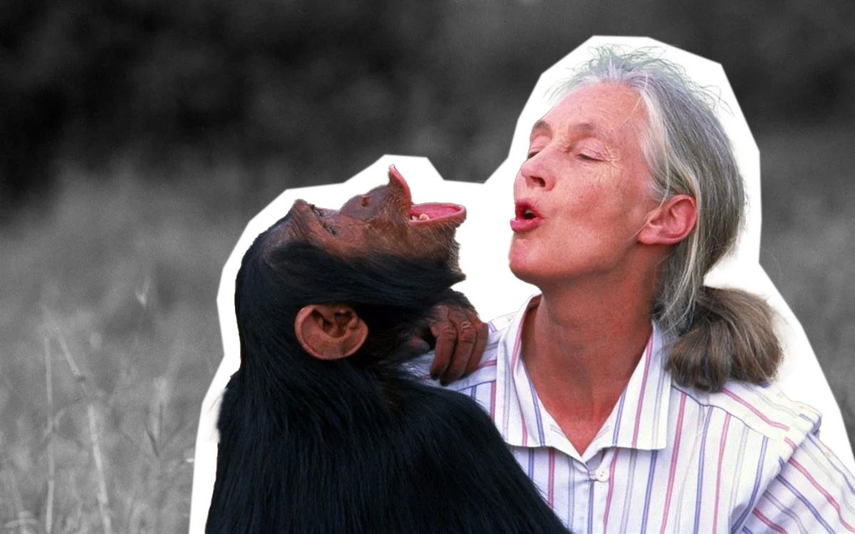 La primatòloga Jane Goodall ha dedicat la vida a l'estudi dels primats