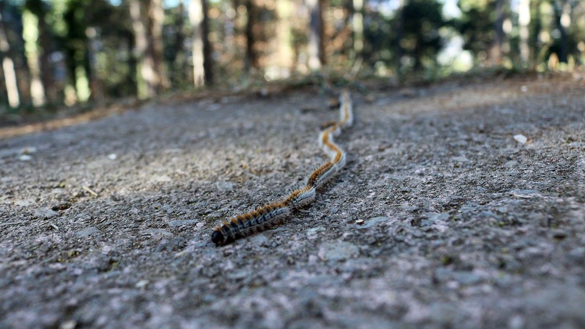 La processionària, que cada vegada afecta cotes més altes, ha començat a baixar dels nius