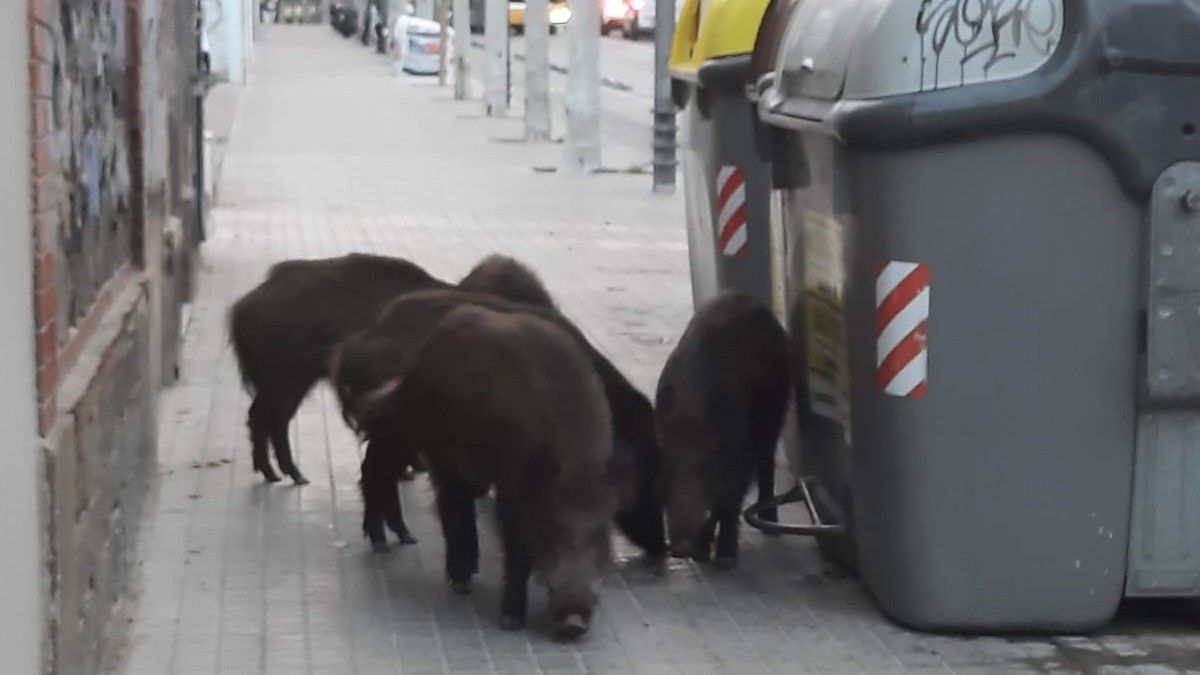 Un grup de senglars passejant pel centre de Badalona