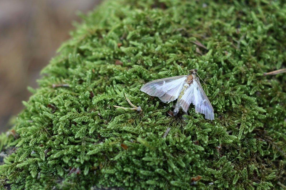 Pla detall d'una papallona del boix al parc natural dels Ports