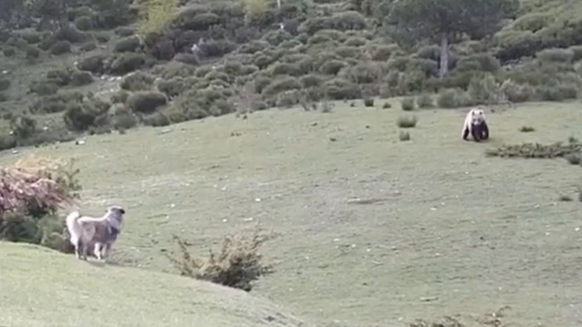 Un os es va acostar a tocar d'un ramat d'eugues a la Vallferrera