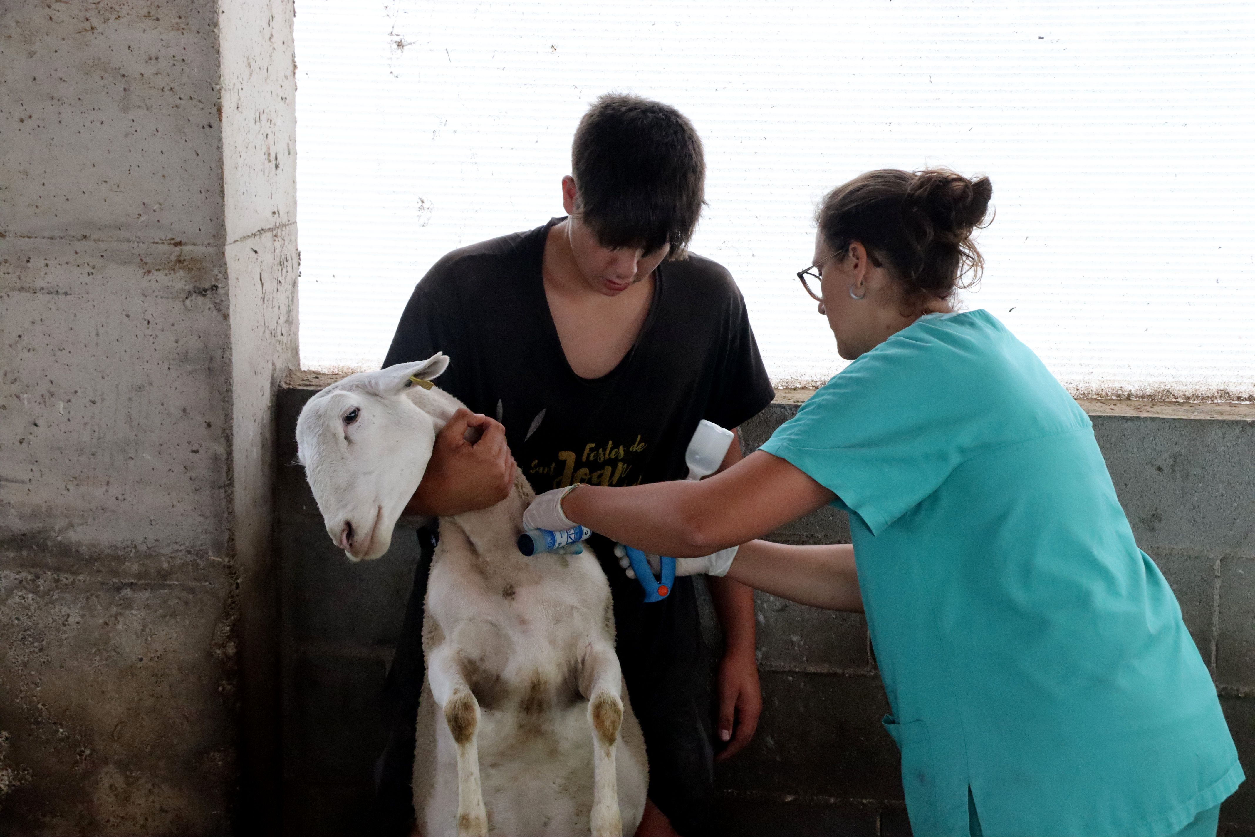 Comencen a vacunar ovelles al Soler de n'Hug, a Prats de Lluçanès