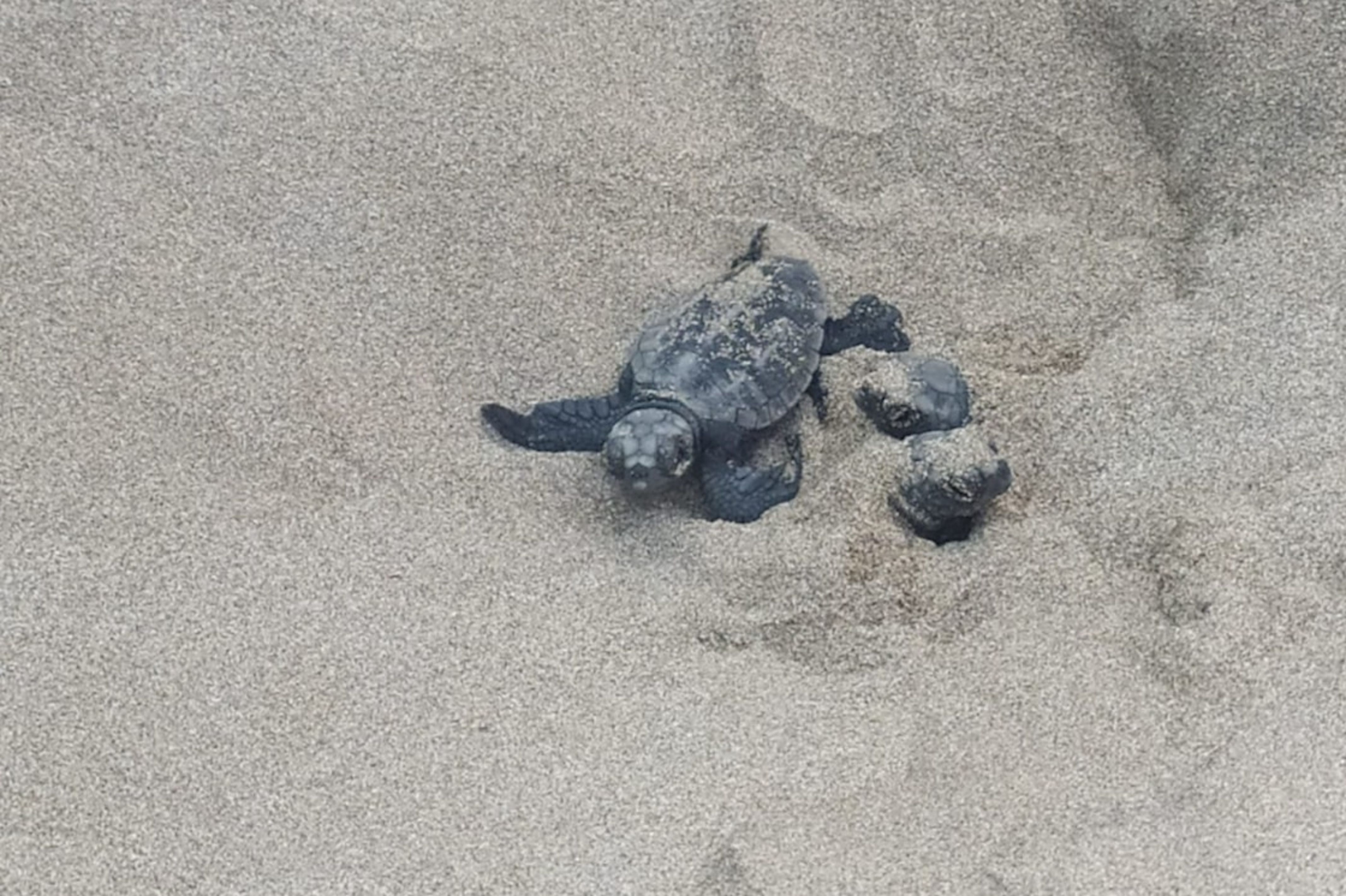 Niu de tortugues babaua descobert l'estiu passat a Begur