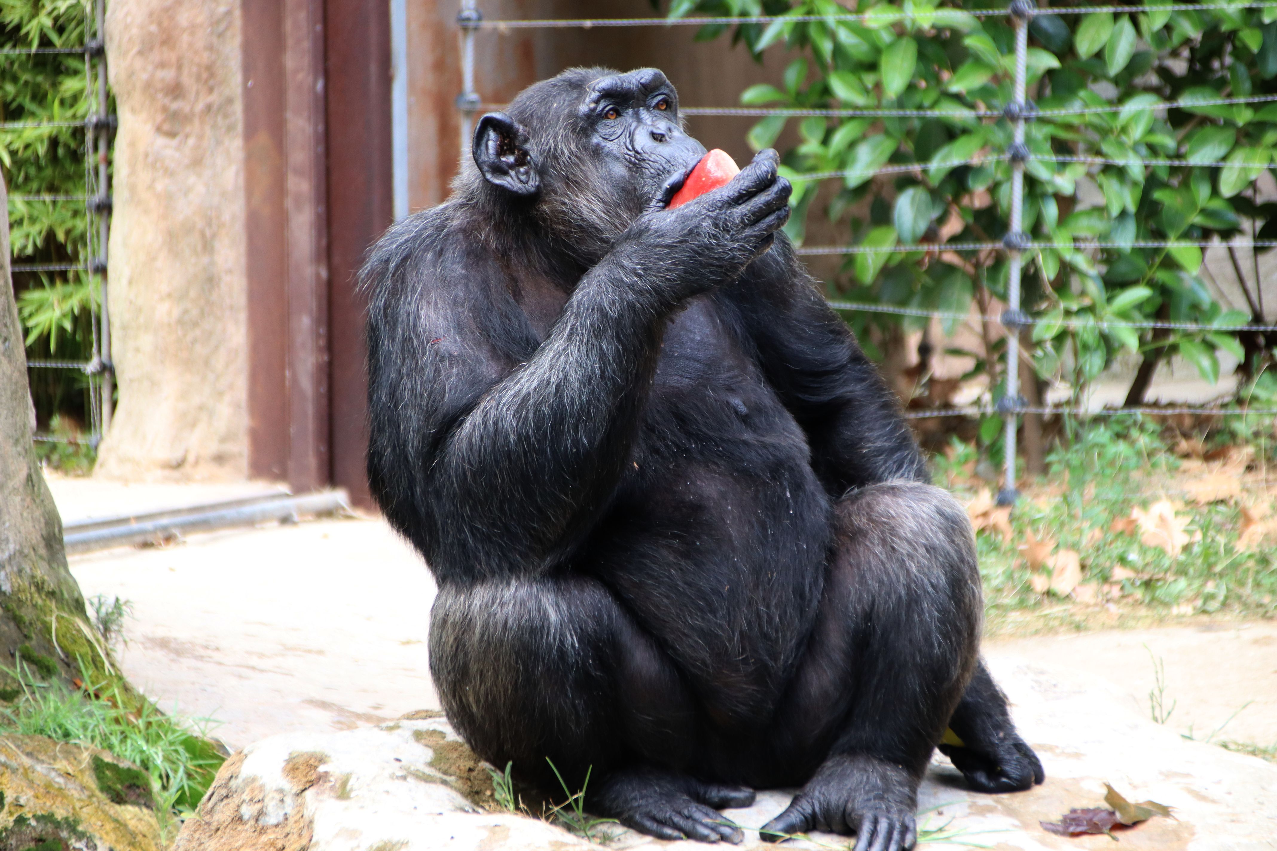 Un ximpanzè del Zoo de Barcelona menjant un batut de fruita congelada