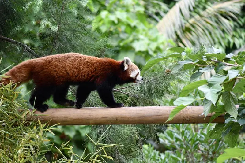 La Diki, al Zoo de Barcelona