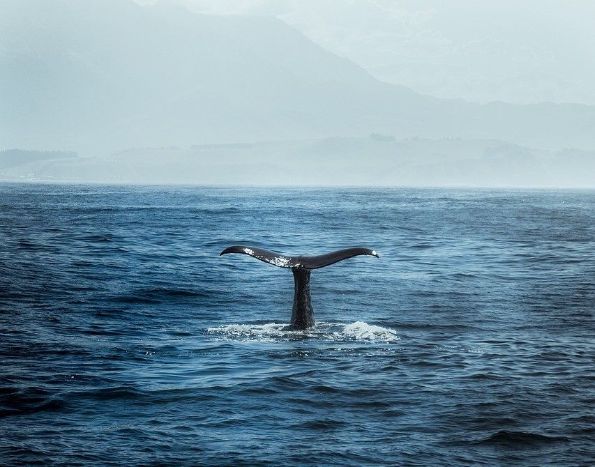 Hi ha un animal a la terra que pot arribar a viure fins a cinc segles