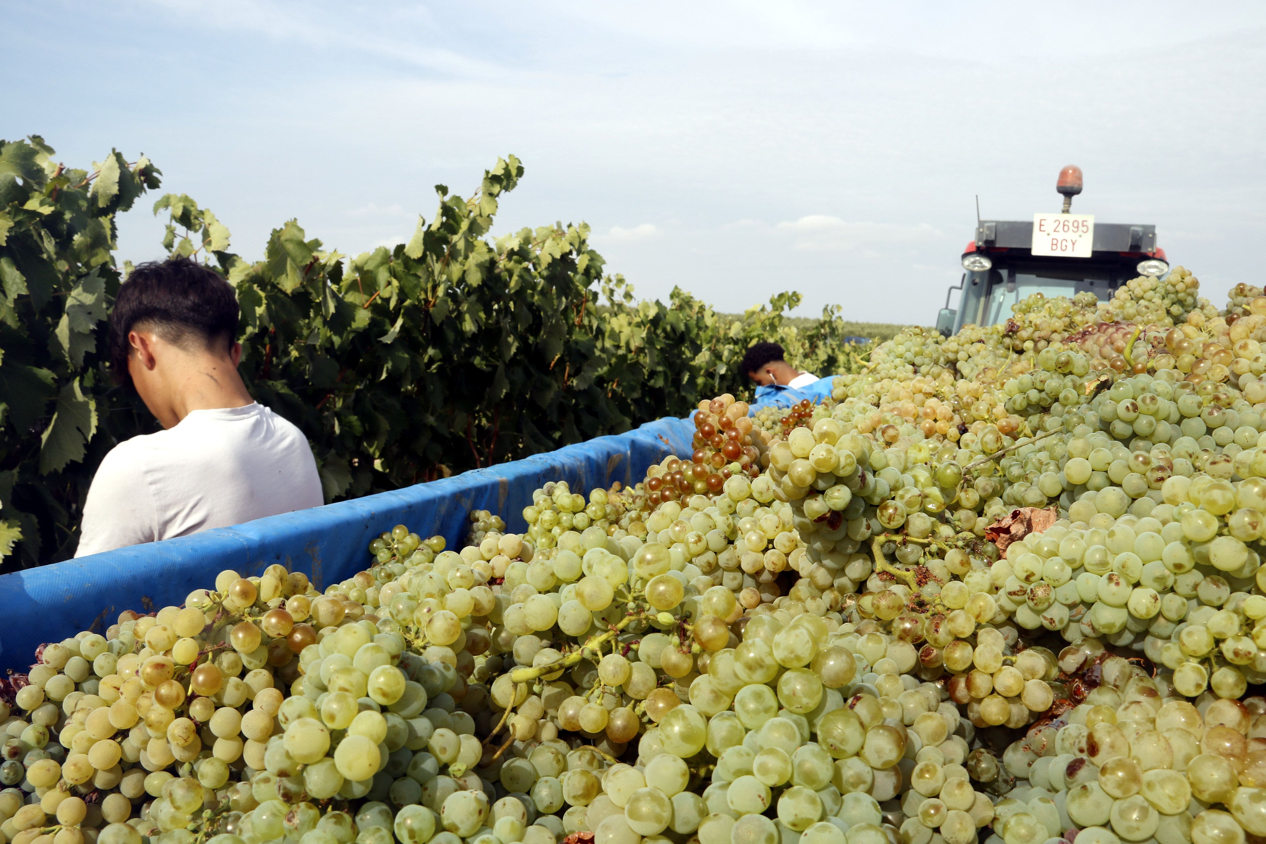 La sequera continua castigant el sector de la vinya