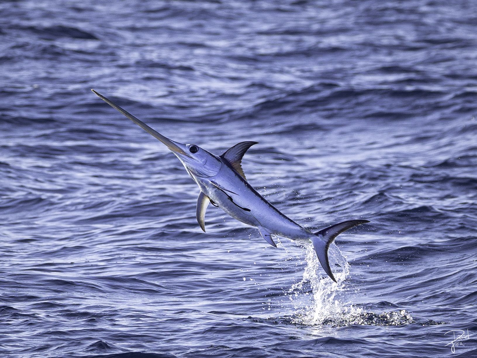 Els microplàstics afecten de ple als peixos espasa al Mediterrani