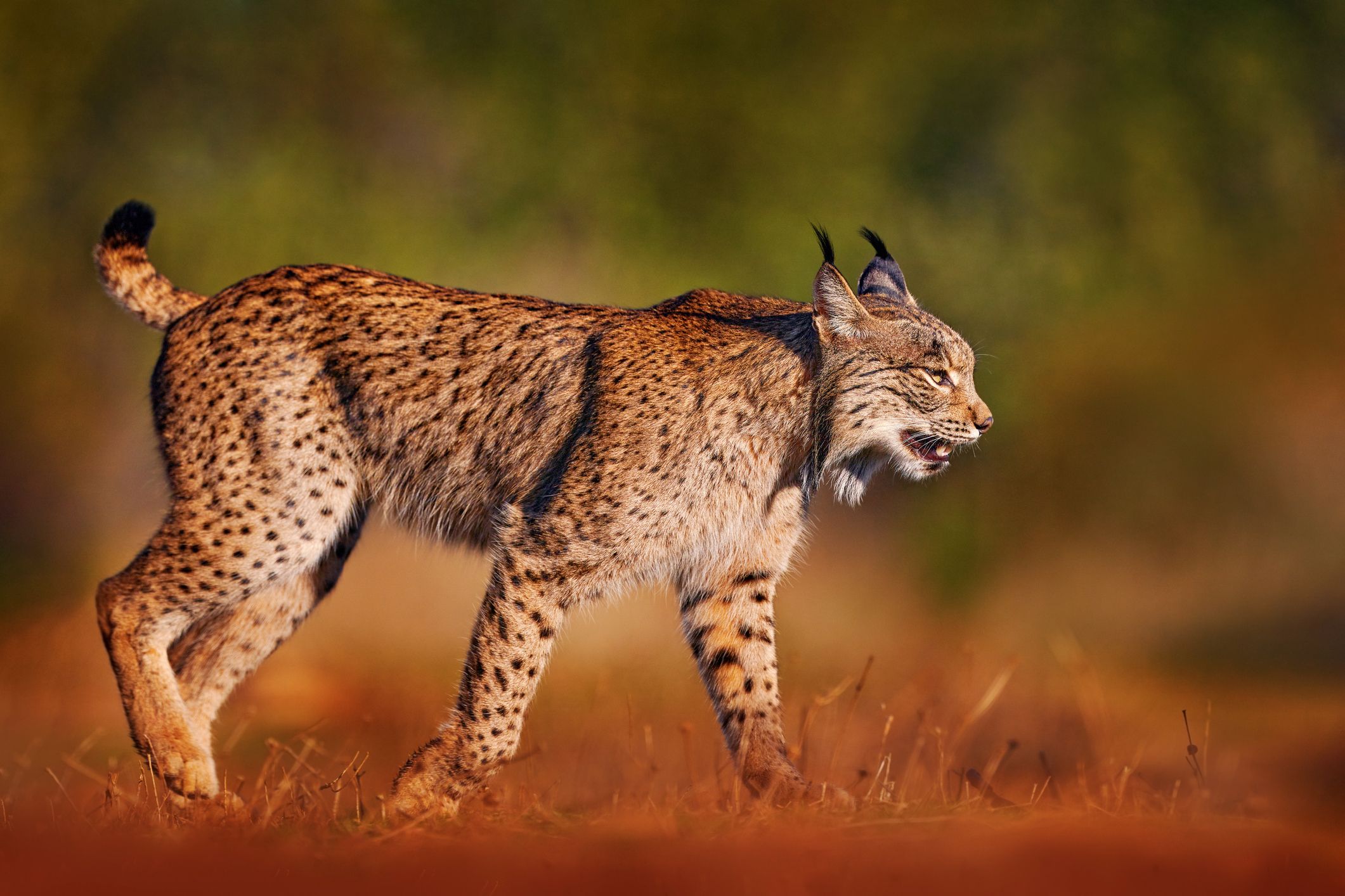 El linx ibèric ja no està en perill d'extinció a la península Ibèrica