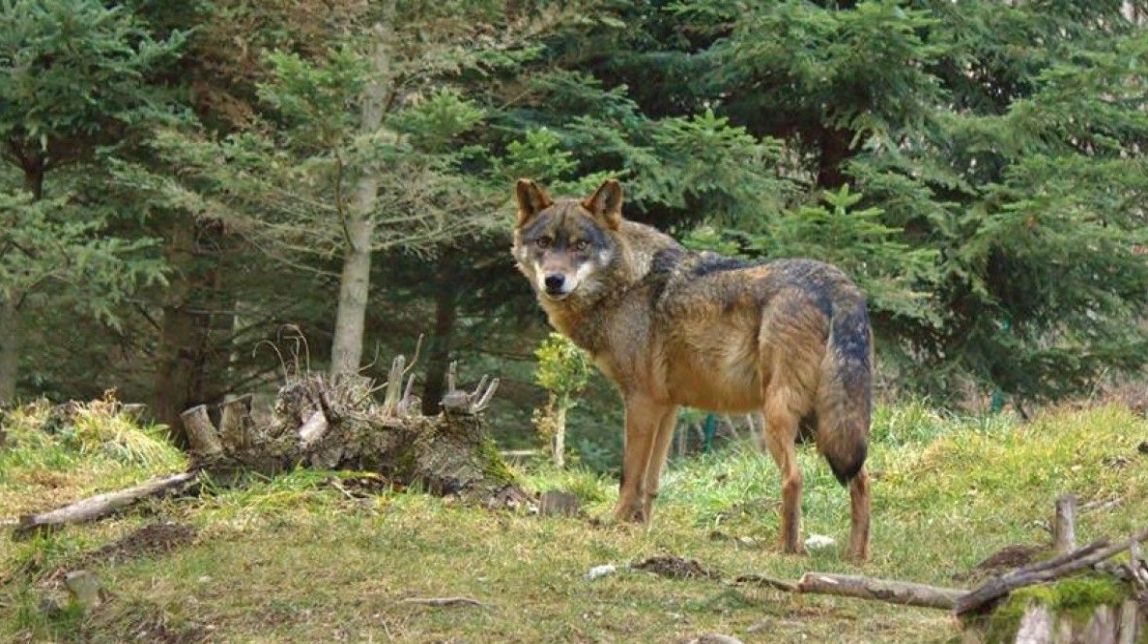 El llop tindrà una menor protecció al conjunt de la Unió Europea