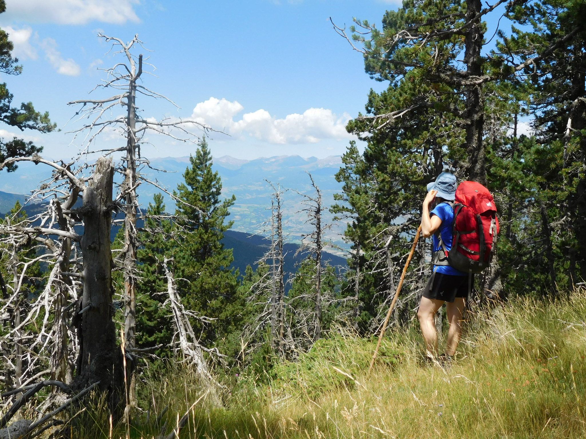 Crida als excursionistes per col·laborar en informar de l'impacte de la sequera o les plagues als boscos