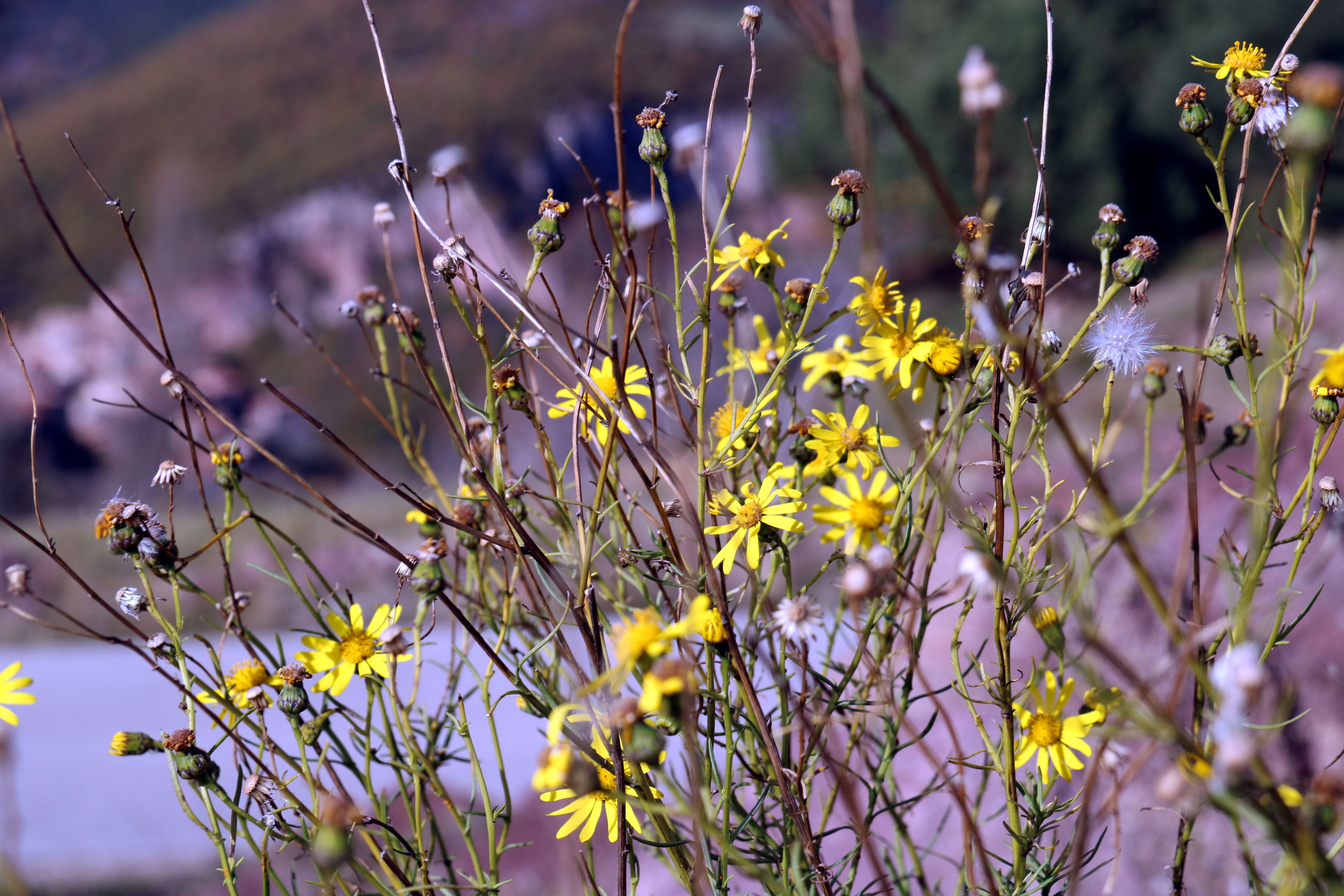 El seneci del Cap, la flor invasora que afecta el bestiar català