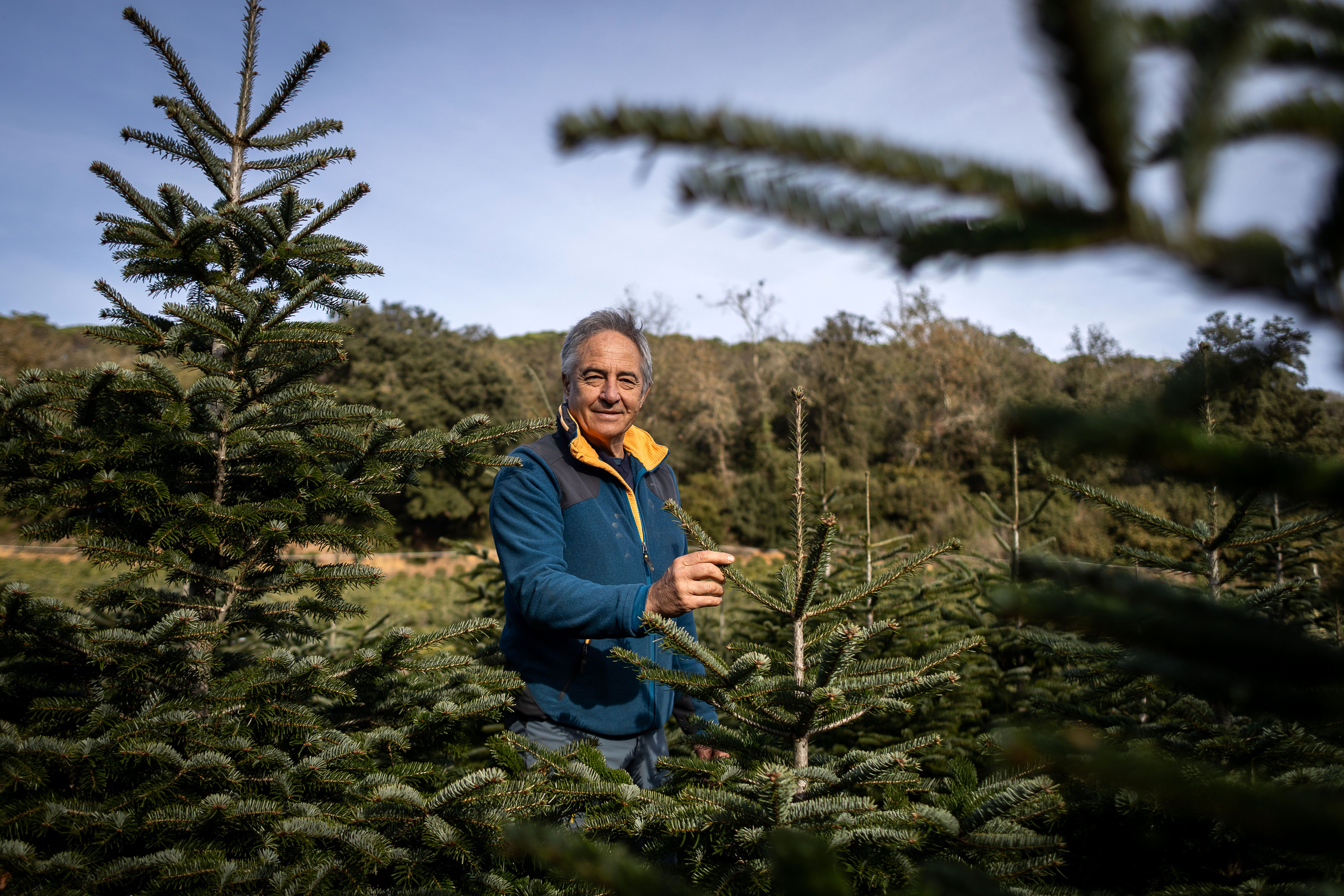 Josep Jo i Munné, productor d'avets de Nadal al Maresme