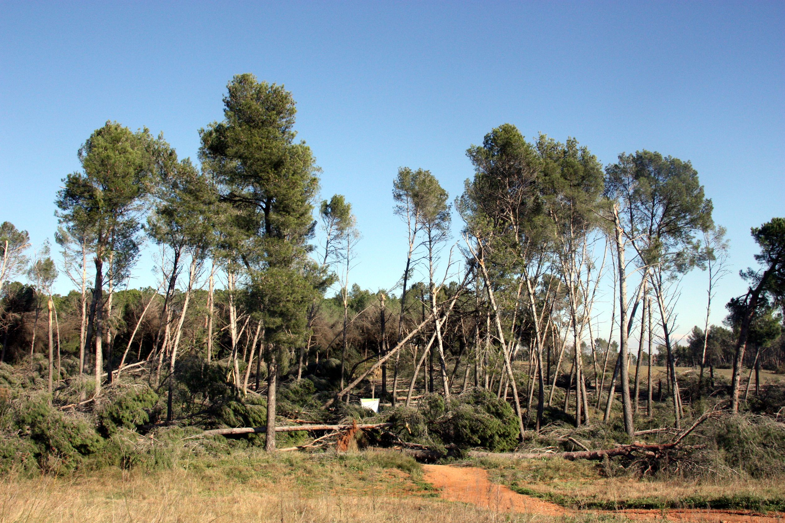 Alguns dels boscos de Can Deu, a Sabadell, encara estan malmesos