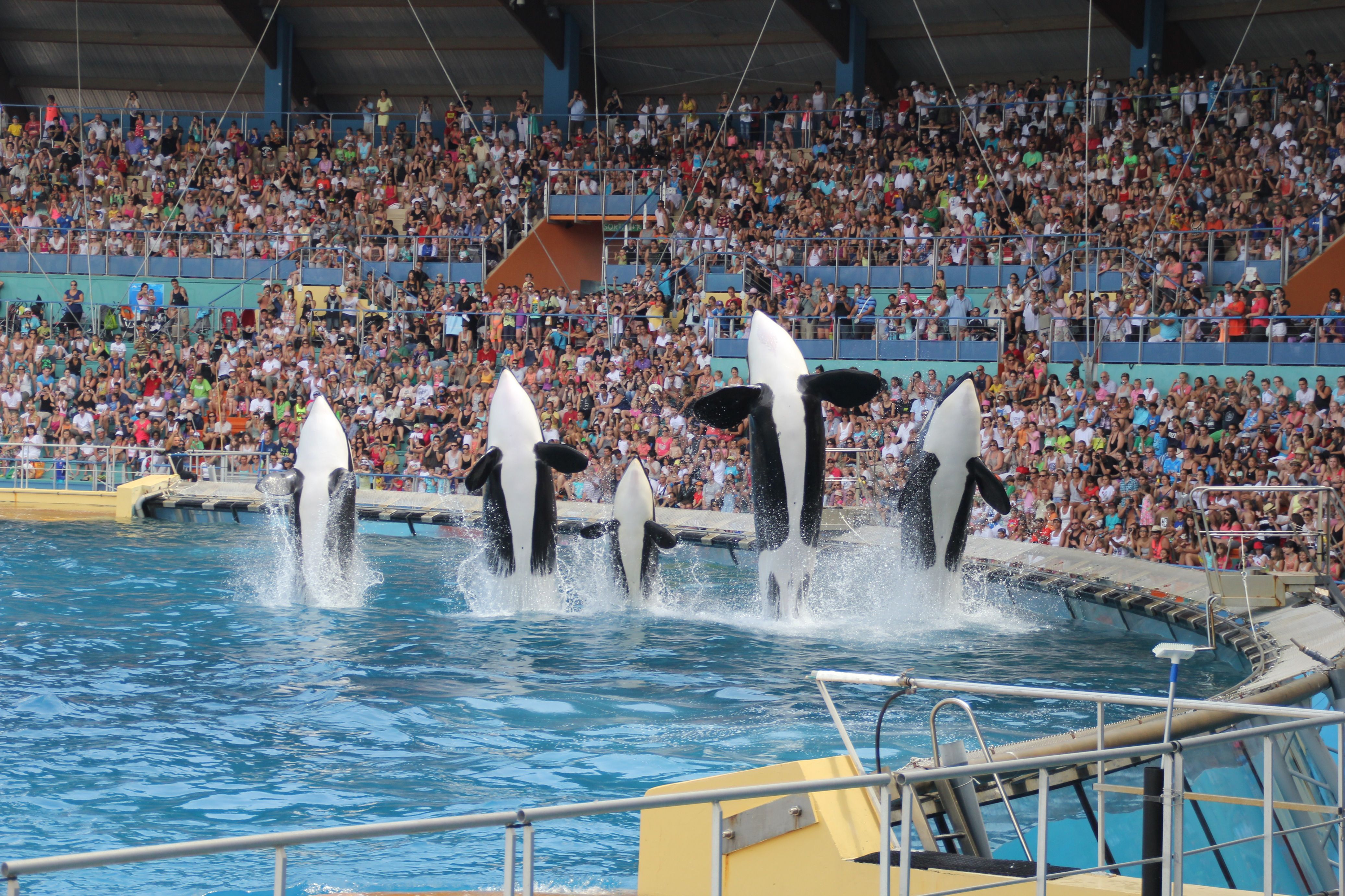 Espectacle d'orques al parc Marineland d'Antíbol