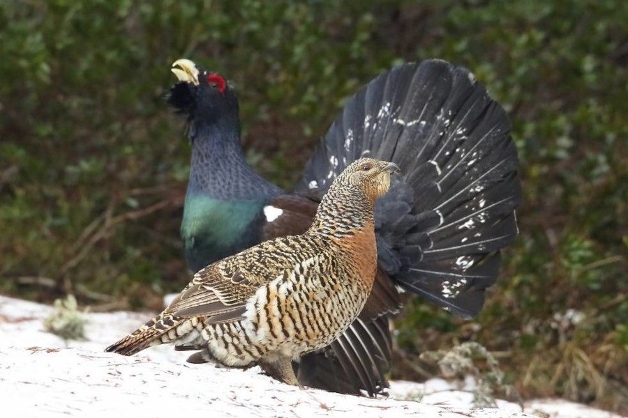 El gall fer és una espècie en perill d'extinció