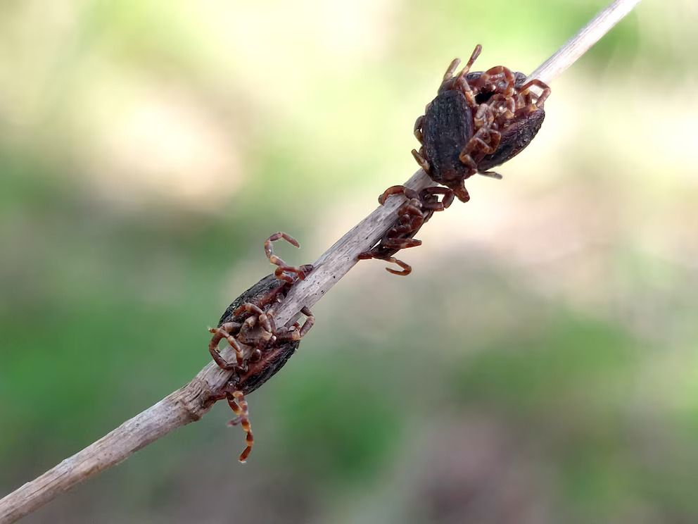 Exemplars de la paparra «Hyalomma lusitanicum» localitzats a Catalunya