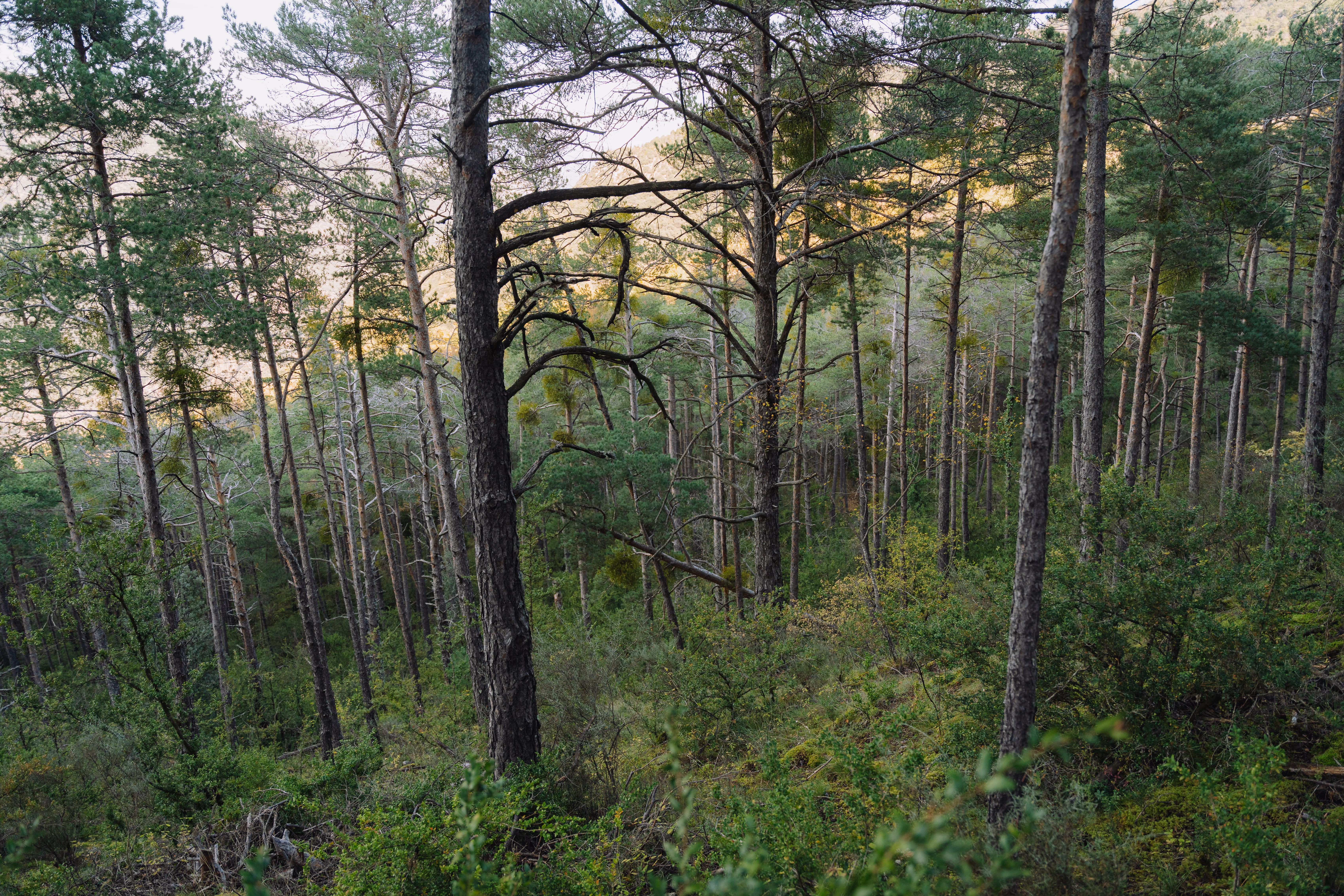 El canvi climàtic està afavorint l'expansió d'algunes espècies d'arbres i reduint-ne d'altres