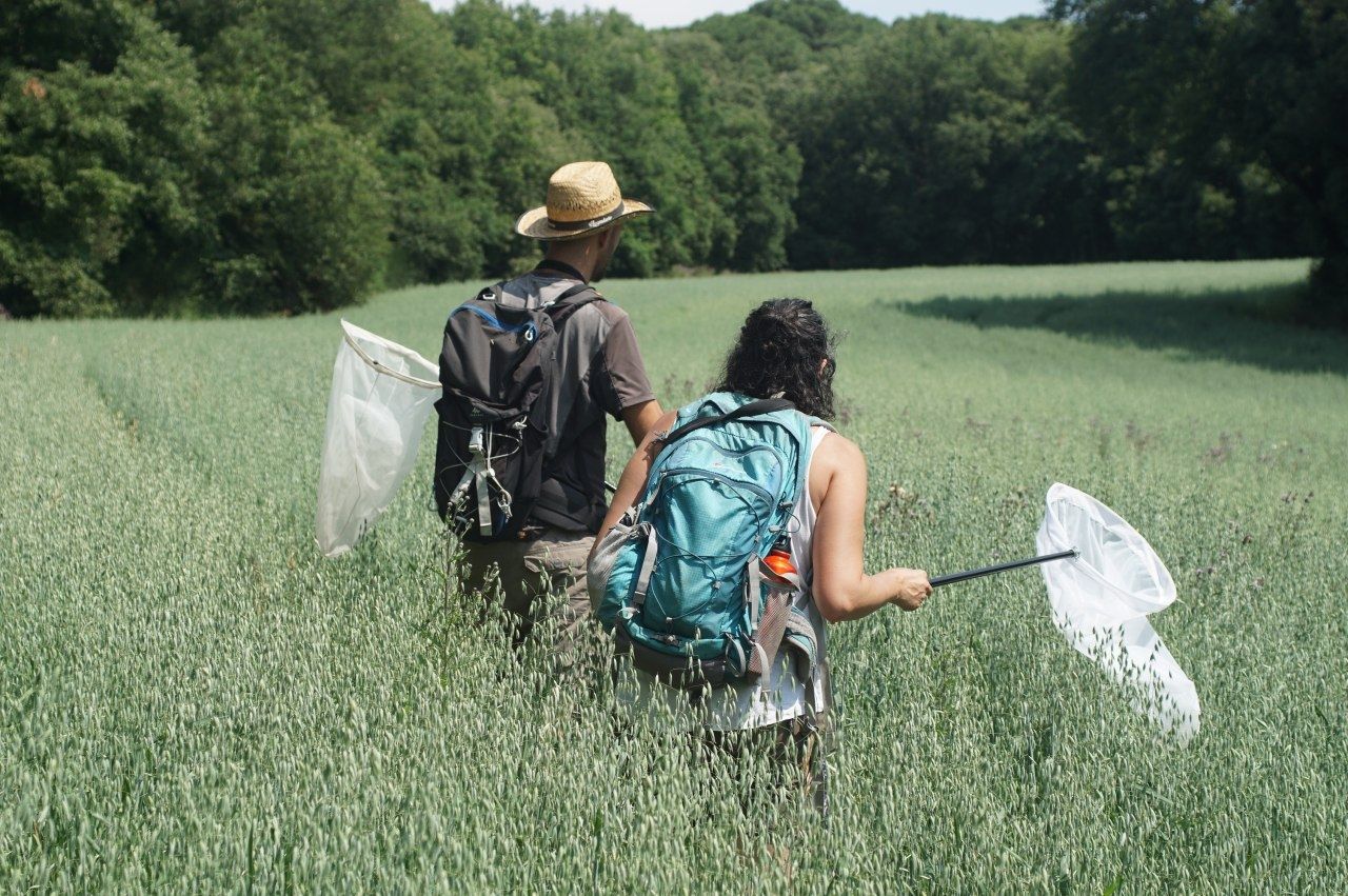 Catalunya ha perdut un 28% de fauna en dues dècades i les papallones són un dels grups més afectats