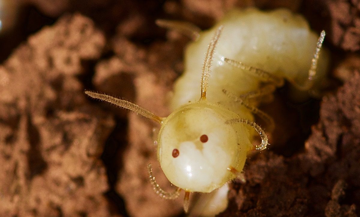 Larva de la nova espècia de mosca detectada