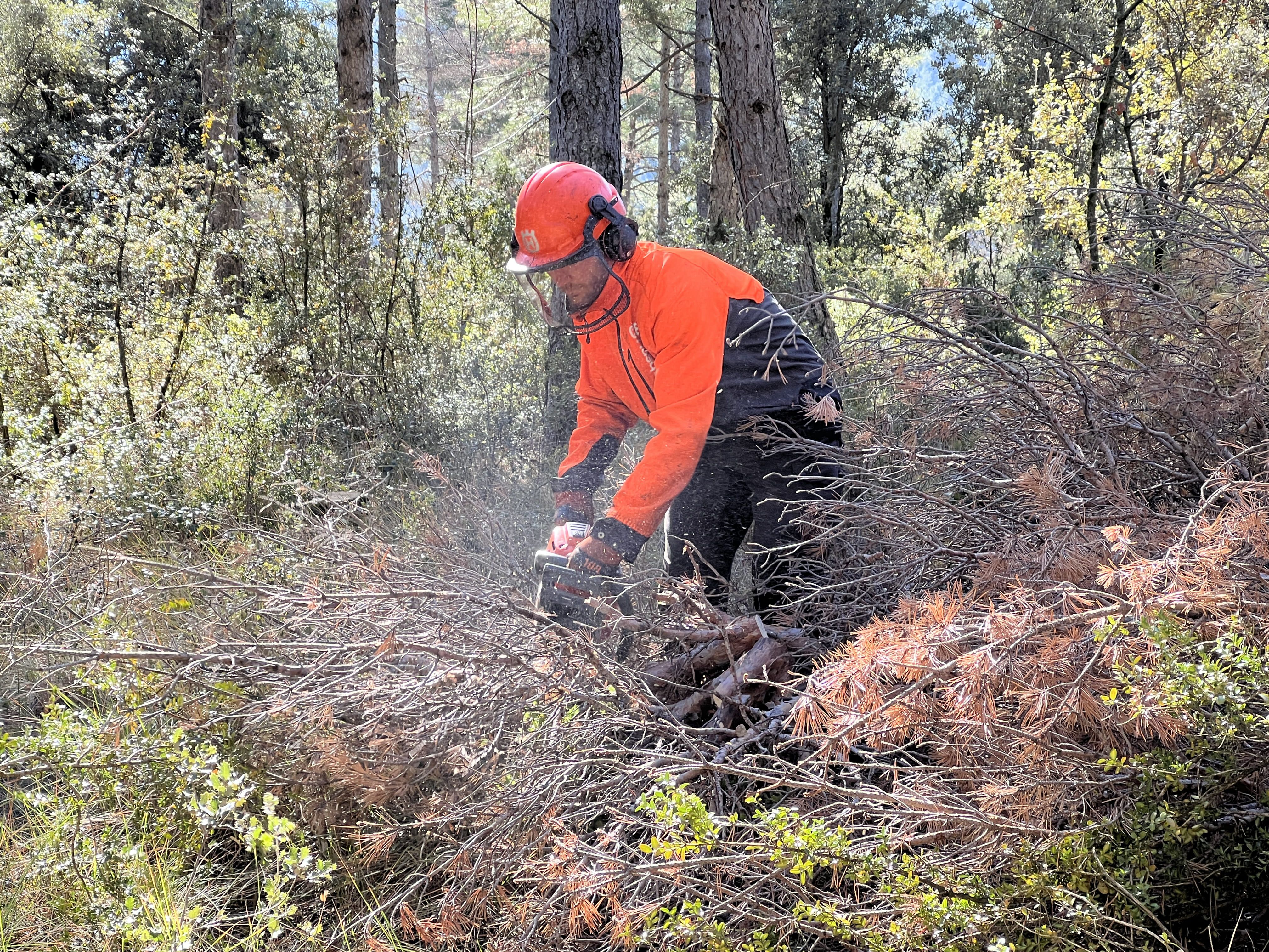 Un treballador forestal tallant pins afectats per la diplodia