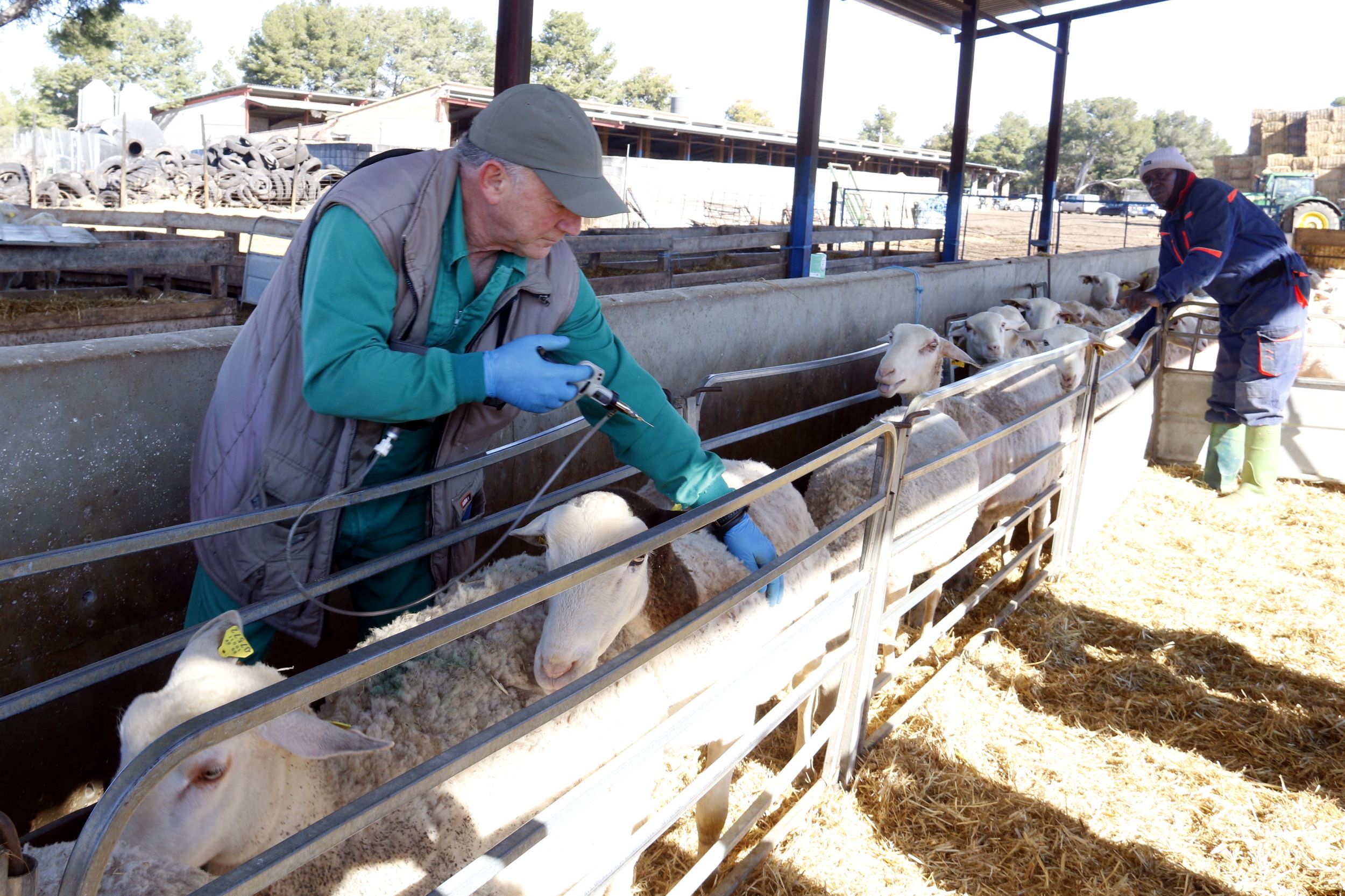 Veterinari vacunant ovelles per prevenir la llengua blava a Alcarràs. 