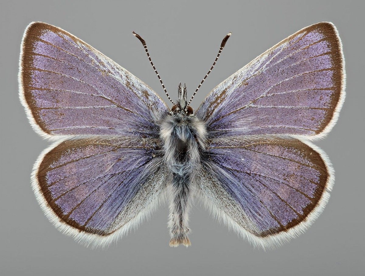 Un individu de la papallona Xerces Blue