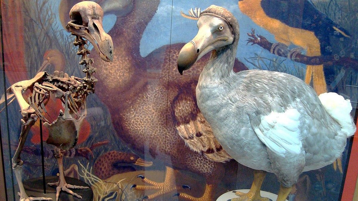 El dodo de Maurici és una de les espècies d'ocells extingides més emblemàtiques