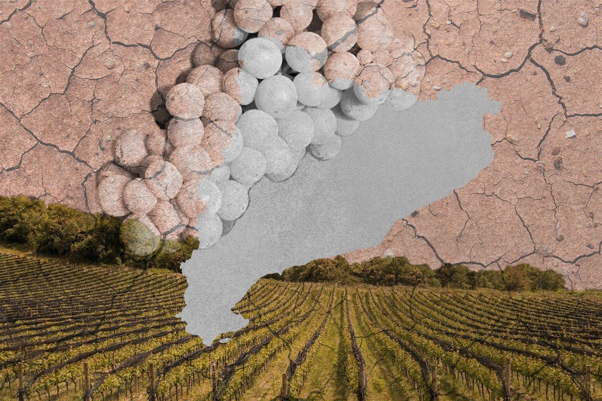 El cultiu de la vinya s'estén al Pirineu davant l'amenaça del canvi climàtic