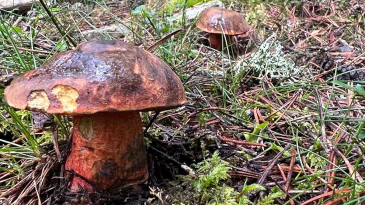 Bolets en un bosc de pi negre