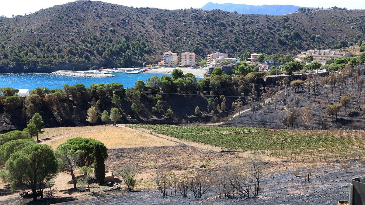 El paisatge després de l'incendi, en una zona de vinyes a Colera